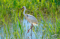 Siberian crane