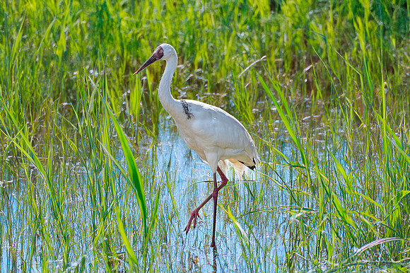 Siberian crane