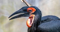 Southern ground hornbill