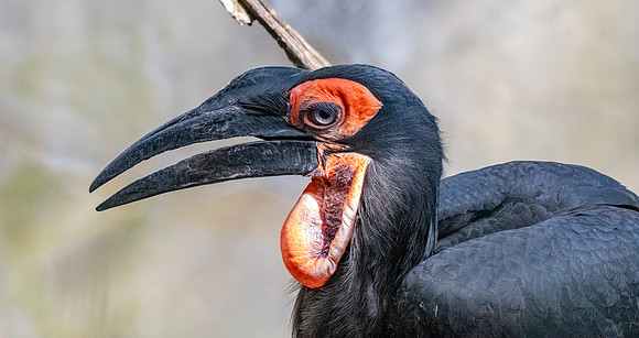 Southern ground hornbill