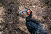Southern ground hornbill
