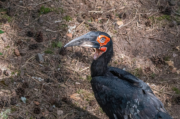Southern ground hornbill