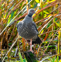 Southern screamer