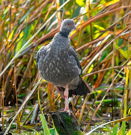 Southern screamer