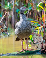 Southern screamer