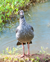 Southern screamer