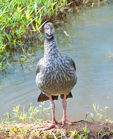 Southern screamer