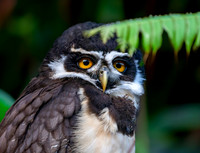 Spectacled owl