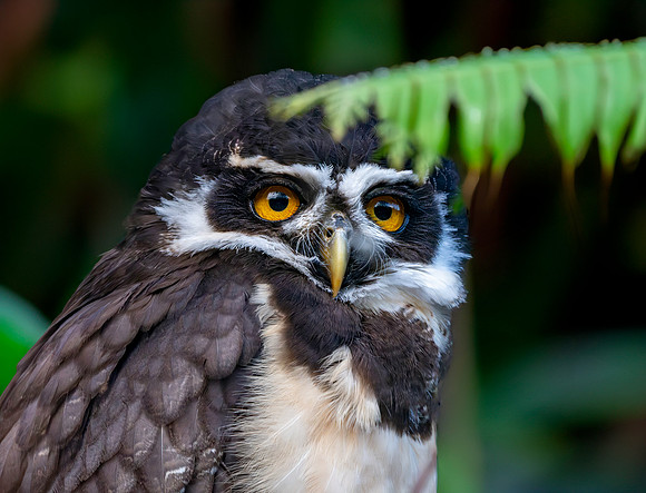 Spectacled owl