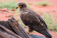 Steppe eagle