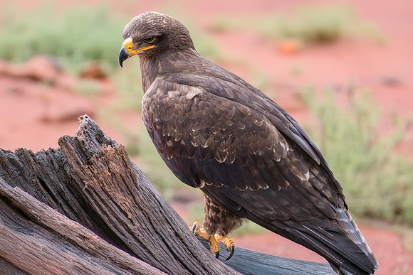 Steppe eagle