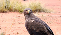Steppe eagle