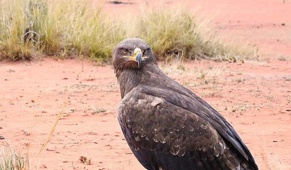 Steppe eagle