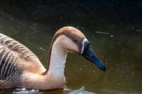 Swan goose