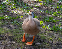 Swan goose