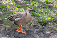 Swan goose