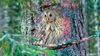Ural owl