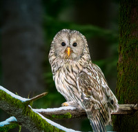 Ural owl