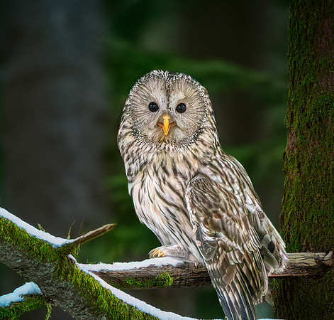 Ural owl