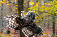Ural owl