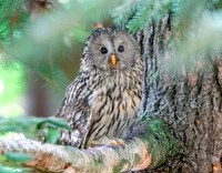 Ural owl