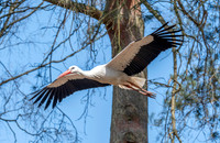 White stork, flying