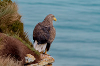 White tailed sea eagle