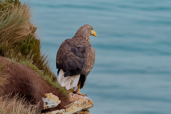 White tailed sea eagle