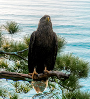 White tailed sea eagle