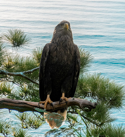 White tailed sea eagle