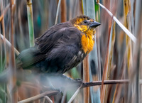 Yellow headed blackbird
