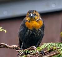 Yellow headed blackbird