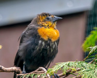 Yellow headed blackbird