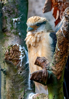 Yellow headed caracara