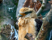 Yellow headed caracara