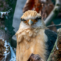 Yellow headed caracara