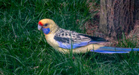 Yellow rosella