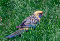 Yellow rosella