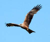 Black kite