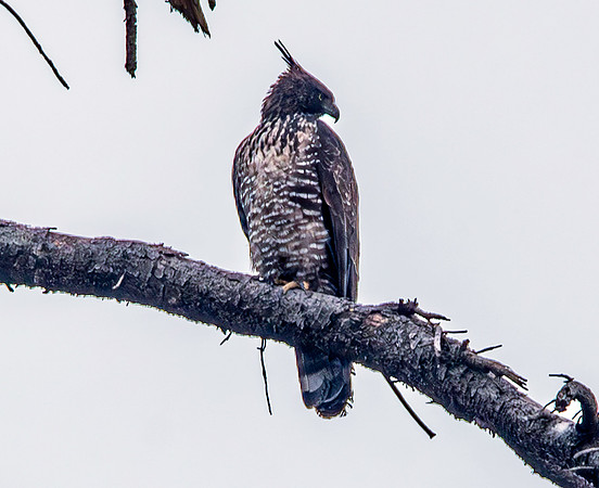 Mountain hawk eagle