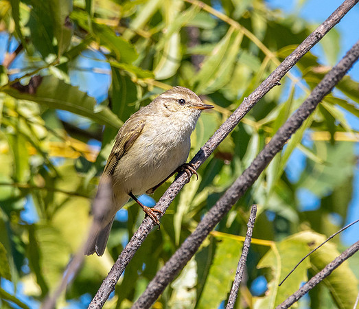 Hume's leaf warbler