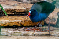 Allen's gallinule