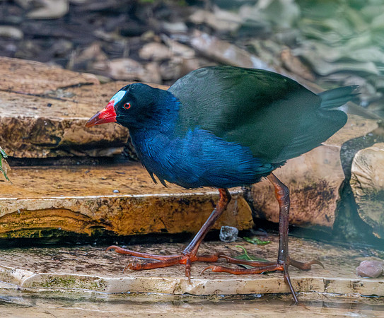 Allen's gallinule