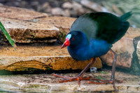 Allen's gallinule