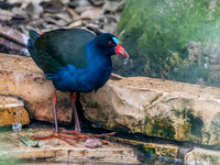 Allen's gallinule