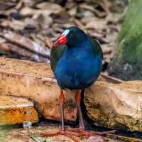 Allen's gallinule