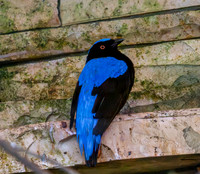 Asian fairy bluebird
