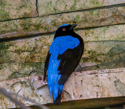Asian fairy bluebird