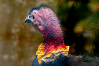 Australian brush turkey