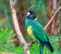 Australian ringneck